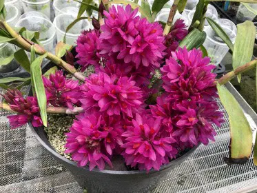 Dendrobium bracteosum 'Yuan' (Dendrobium)