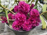 Den. bracteosum 'Yuan' (MD110) ( - - bracteosum )