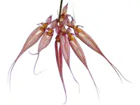 Bulbophyllum longissimum