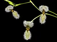Stelis kefersteiniana #2