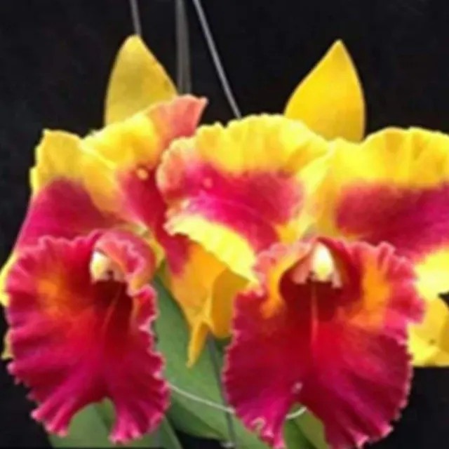 Rhyncholaeliocattleya Siam Fancy 'Wing of Fire' (Rhyncholaeliocattleya)