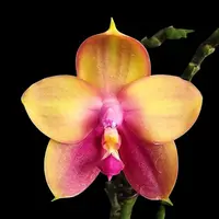 Phalaenopsis Yaphon Bear Sir '634' - parfumat — tija initiata, frunze cu defecte - ghiveci 2.5 inch