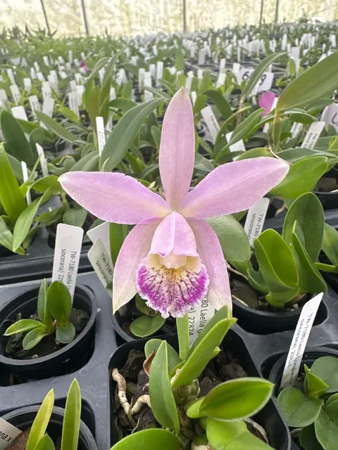 Laelia praestans alba x