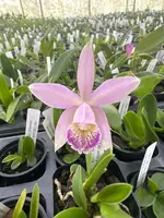 Laelia praestans alba x C. kerrii