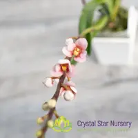 Sarcochilus Bunyip 'Pale Pink' x (Kulnura Ripple x Bunyip 'Rusty Pink') (168)