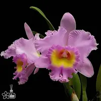 [Bare-root] #CA# Rlc. Mahina Yahiro 'Ulii' AM/AOS [2.8 BS][Aug in stock 26]