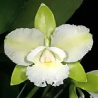 Cattleychea Siam Jade