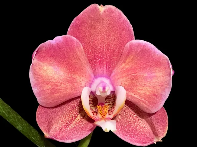 Phalaenopsis I-Hsin Fantasist 'Peloric'