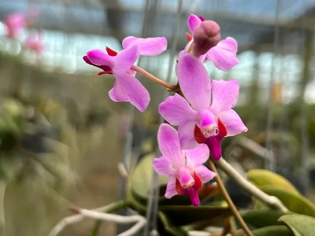 Phalaenopsis pulcherrima 'Dwarf from Laos' (Phalaenopsis)