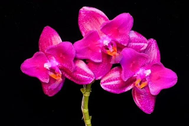 Phalaenopsis Mituo King 'Peloric' (Phalaenopsis)