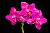 WP2622 Phalaenopsis Mituo King 'Peloric' Fragrant