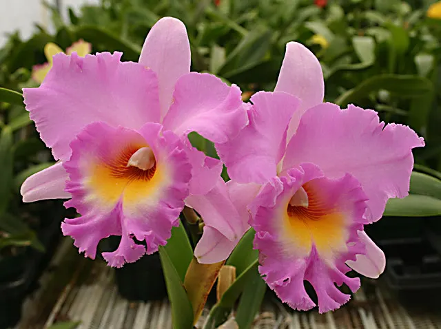 Brassolaeliocattleya Mahina Yahiro 'Mishima' (Brassolaeliocattleya)