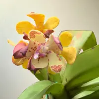 Vandopsis gigantea (Near Bloom Size)