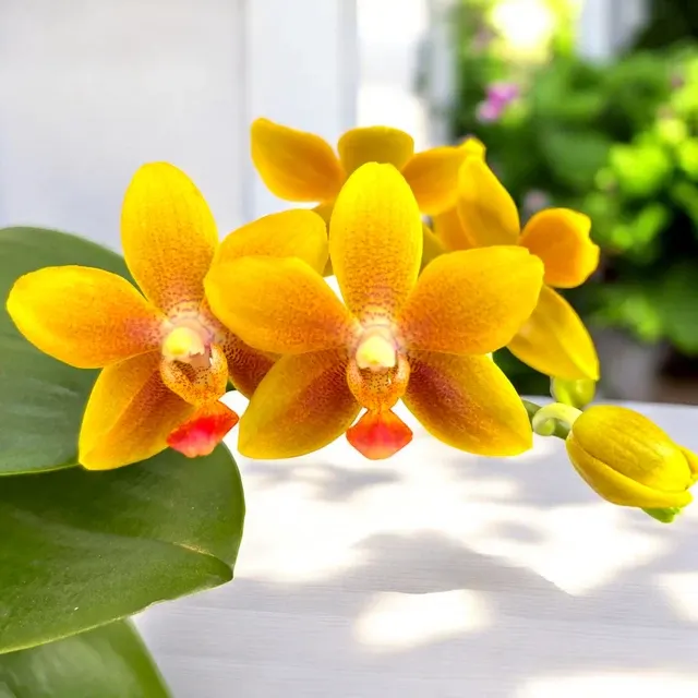 Phalaenopsis I-Hsin Claude - Parfumata
