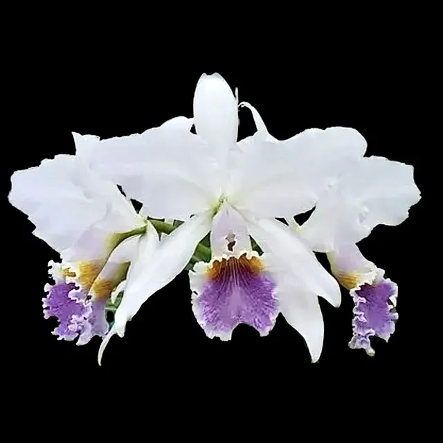 Cattleya gaskelliana var coerulea x (Cattleya)
