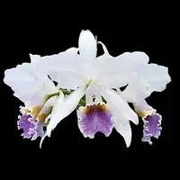 Cattleya gaskelliana var. coerulea x Cattleya mossiae var. coerulea