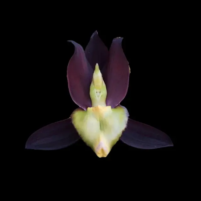 Catasetum tenebrosum (Catasetum)