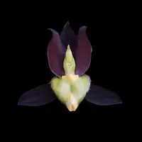 Catasetum tenebrosum