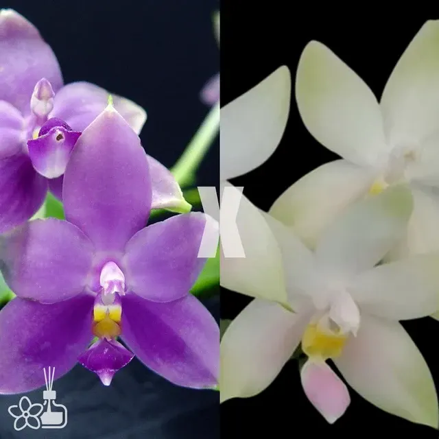 Phalaenopsis violacea