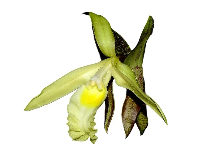 Sobralia madisonii (Sobralia)