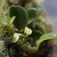 Bulbophyllum inconspicuum