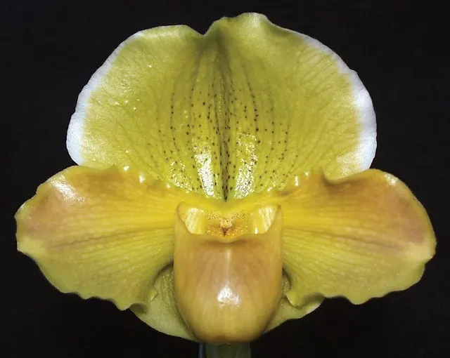 Paphiopedilum Emerald Light (Paphiopedilum)
