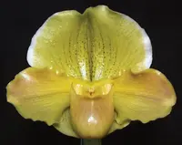 Paphiopedilum Emerald Light