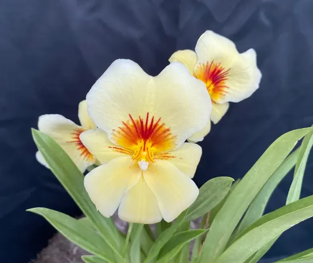 Miltonia Hawaiian Punch 'Kalapana'