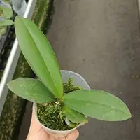 Phalaenopsis SKB Black Lace (peloric) 2.5"