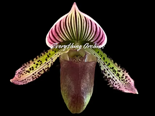 Paphiopedilum Gowerianum