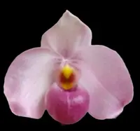 Paphiopedilum Ho Chi Minh (delenatii v. vinicolor x vietnamese) (3.5″ pot)
