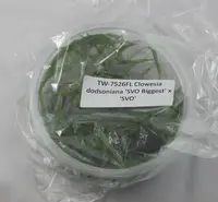 FLASK Clowesia dodsoniana 'SVO Biggest' x 'SVO'