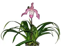 Phragmipedium Peter Croezen