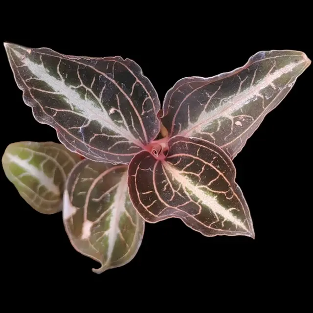 Anoectochilus lylei (Anoectochilus)