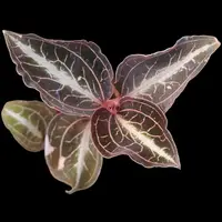 Jewel Orchid (Anoectochilus lylei)