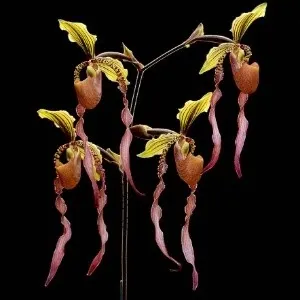 Paphiopedilum Memoria Richard Ong-AM-AOC (Paphiopedilum)