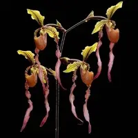 Paph. Memoria Richard Ong-AM-AOC (Michael Koopowitz X Lowii)