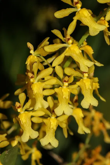 Oncidium chrysomorphum (Oncidium)