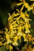 Oncidium chrysomorphum