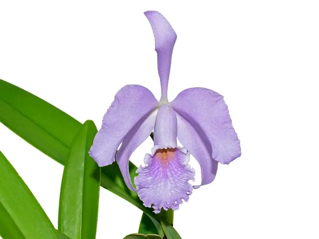 Cattleya Milo F. Coerulea (Cattleya)