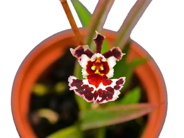 Tolumnia Golden Sunset 'Brownie' (Tolumnia)