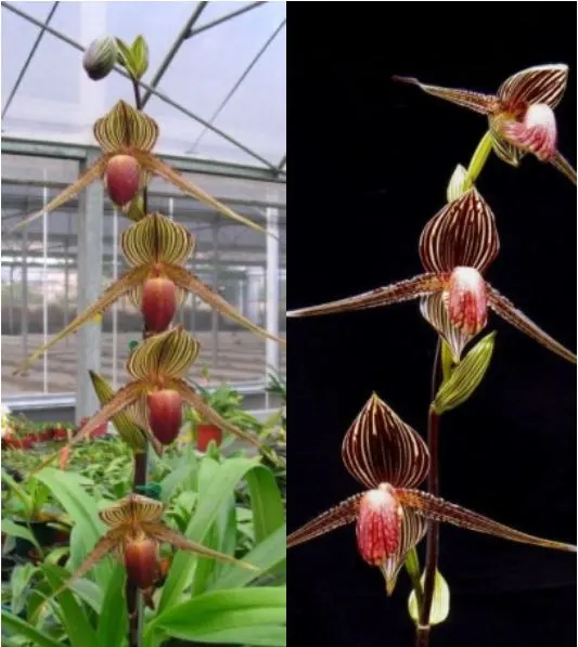 Paphiopedilum rothschildianum x sib (Paphiopedilum)