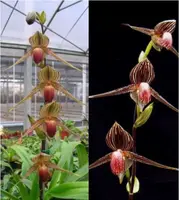 Paphiopedilum rothschildianum x sib (‘Chau Chou’ x ‘Hulk’)