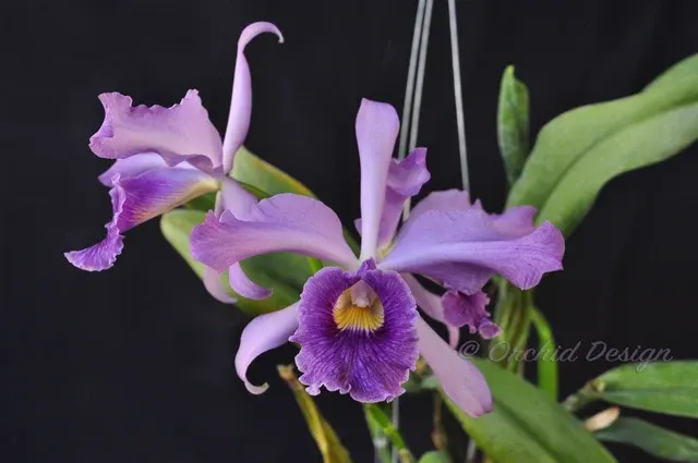 Cattleya Canhamiana