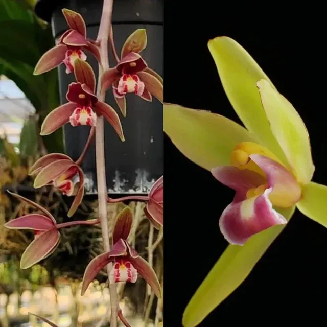 Cymbidium clare natasha x (Cymbidium)