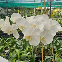 Phalaenopsis Orchid GL012353 Mature Plant - Ready To Flower