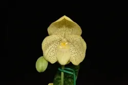 Paphiopedilum concolor sibling cross (Paphiopedilum)