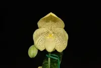 Paphiopedilum concolor sibling cross