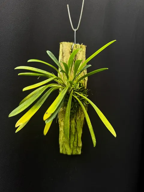 Masdevallia scabrilinguis