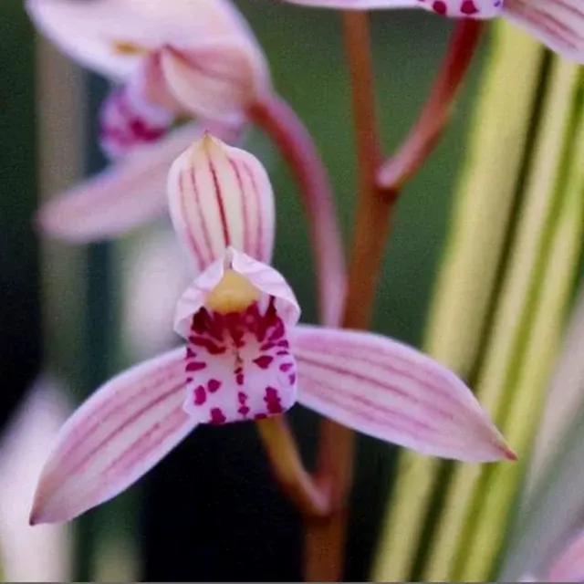 Cymbidium ensifolium 'Ba-Bao-Qi-Zhen' (Cymbidium)